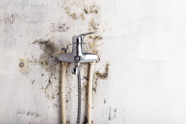 Best Fast Mold Removal  in Post, TX