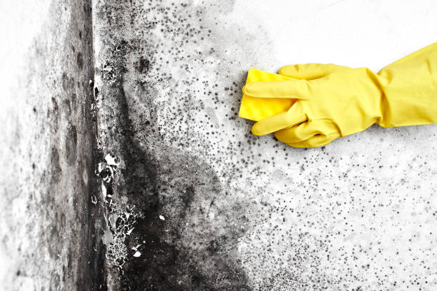 Best Commercial Mold Removal  in Post, TX
