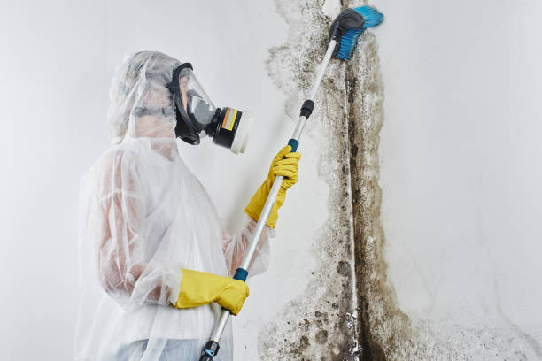 Best Certified Mold Removal  in Post, TX