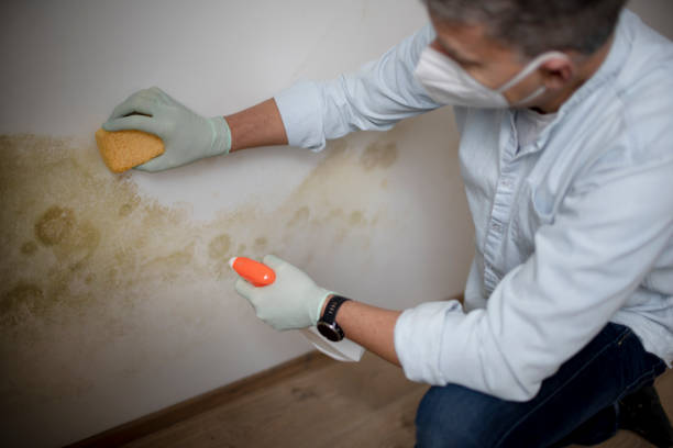 Best Mold Remediation  in Post, TX