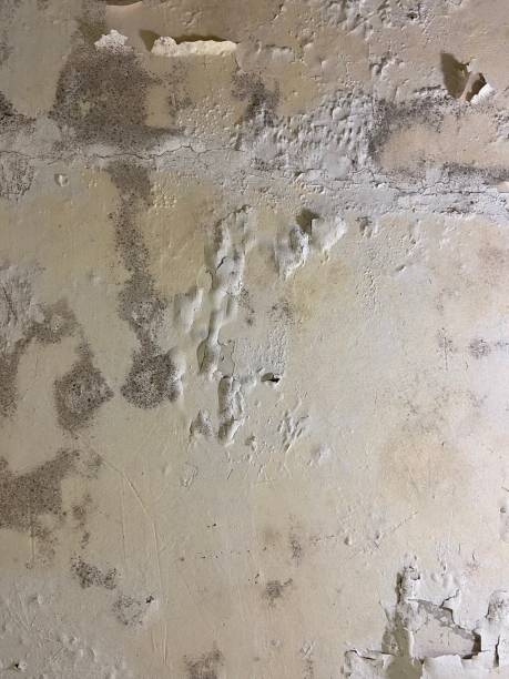 Best Best Mold Removal Companies  in Post, TX