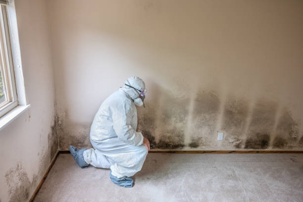 Best Office Mold Removal Services  in Post, TX
