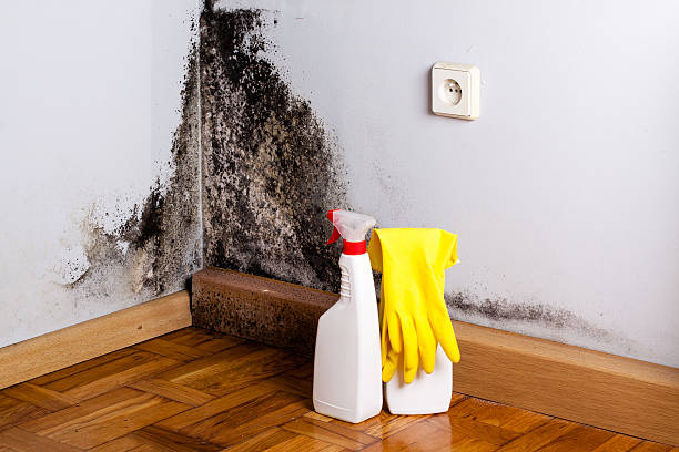 Best Mold Cleaning Services  in Post, TX