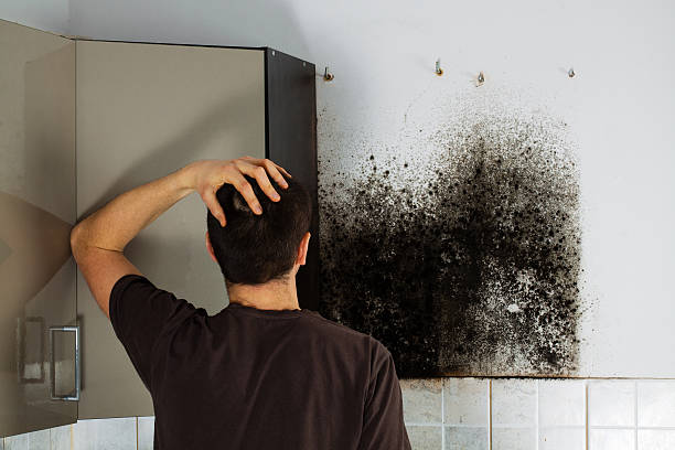 Best Mold Removal Company Near Me  in Post, TX