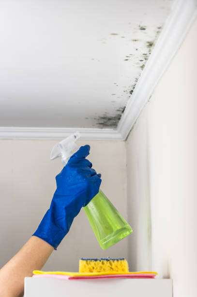 Best Residential Mold Removal  in Post, TX