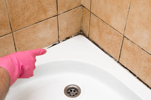 Best Attic Mold Removal  in Post, TX