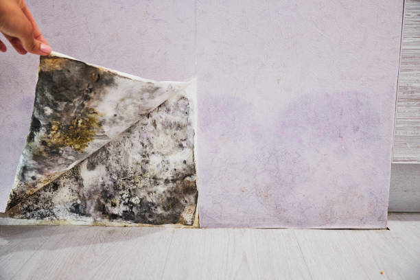 Best Mold Remediation  in Post, TX